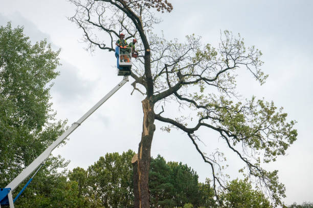 Best Commercial Tree Services  in Martha Lake, WA