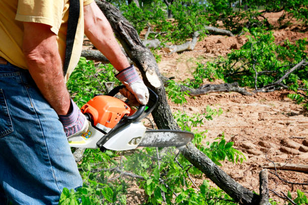 Best Tree Maintenance Programs  in Martha Lake, WA